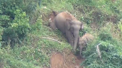 ನರಳಿ ನಾಲ್ಕು ತಿಂಗಳ ಗರ್ಭಿಣಿ ಕಾಡಾನೆ ಸಾವು