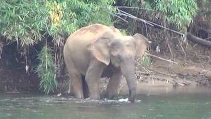 ഇന്ന് അന്താരാഷ്ട്ര ആന ദിനം: രണ്ട് വര്‍ഷത്തിനിടെ കേരളത്തില്‍ ചരിഞ്ഞത് 35 നാട്ടാനകള്‍