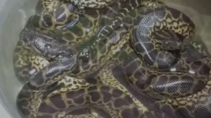 আলিপুরে এল নতুন অতিথি, চিড়িয়াখানায় জন্ম ১১টি হলুদ অ্যানাকোন্ডার