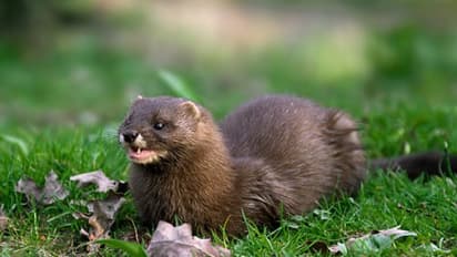 প্রাণী থেকেই ছড়াচ্ছে মারণ করোনা, আতঙ্কে হত্যা করা হচ্ছে লক্ষাধিক মিঙ্ককে