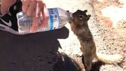 তৃষ্ণার্ত কাঠবিড়ালির হাত জোড় করে জল চাওয়ার আর্তি, মন ছুঁয়েছে নেট দুনিয়ার