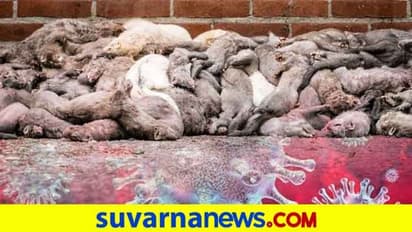 ಮಿಂಕ್ನಿಂದ ಮಾನವನಿಗೆ ಕೊರೋನಾ; 1 ಲಕ್ಷ ಪ್ರಾಣಿಗಳ ಮಾರಣಹೋಮ!