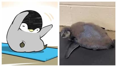 ইমিউনিটি বাড়াতে নিয়মিত যোগাভ্যাস, মোদীর দেখান পথেই হাঁটছে ছোট্ট পেঙ্গুইন ছানা, দেখুন ভিডিও