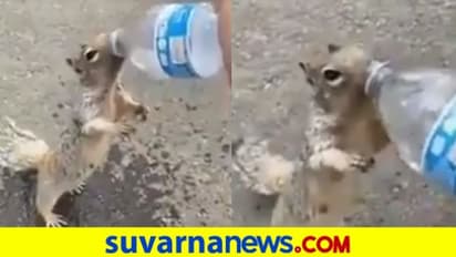 ಬಾಯಾರಿ ನೀರು ಕೇಳಿದ ಪುಟ್ಟ ಅಳಿಲು ಮರಿ, ವಿಡಿಯೋ ವೈರಲ್