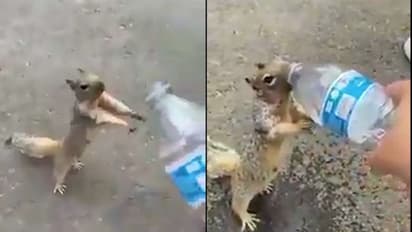 Watch: Thirsty squirrel asks for water; video melts netizens’ hearts