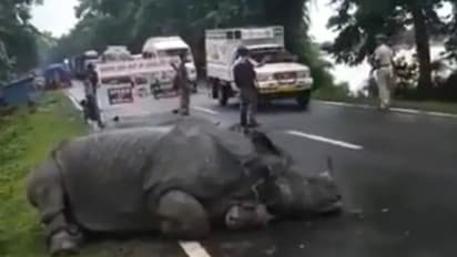 തളര്ന്ന് റോഡില് കിടന്നുറങ്ങുന്ന കണ്ടാമൃഗം; ശല്യപ്പെടുത്താതെ നീങ്ങുന്ന യാത്രക്കാര് - വീഡിയോ
