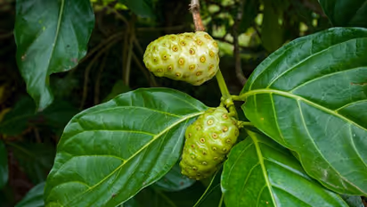 Noni Fruit : இந்த ஒரு பழம் போதும் 100 வகையான நோய்களை சுலபமாக தடுக்கலாமாம்! அப்படி அற்புதம் நிறைந்த பழம் இது..!
