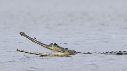 కుక్కను వాకింగ్ కి తీసుకువెడితే దాడి చేసిన మొసలి.. 85యేళ్ల వృద్ధురాలు మృతి..