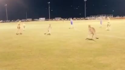 ഗാലറിയില്നിന്ന് ഫുട്ബോള് ഗ്രൗണ്ടിലേക്ക് പഞ്ഞെത്തിയ കാണികള്; കങ്കാരുവിന്റെ വീഡിയോ