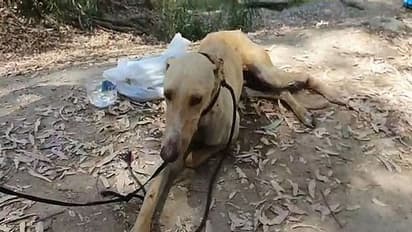 ఆడ కుక్కపై 40 ఏళ్ల వ్యక్తి అత్యాచారం: అరెస్టు