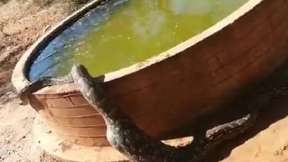 ഭക്ഷണം കഴിച്ചു, ഇനി കുറച്ച് വെള്ളം കുടിച്ചാലോ? വൈറലായി പെരുമ്പാമ്പിന്‍റെ വീഡിയോ