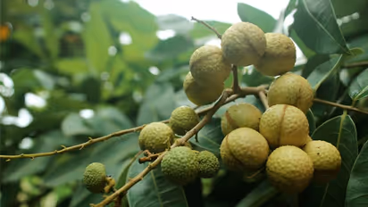 ലിച്ചിപ്പഴത്തോട് സാമ്യമുള്ള ലോംഗന് പഴം; കുലകളായി വളരുന്ന മധുരമുള്ള പഴങ്ങള്