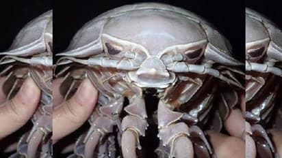 ಸಮುದ್ರ ಆಳದಲ್ಲಿ 14 ಕಾಲಿನ ಹೊಸ ಜೀವಿ ಪತ್ತೆ!