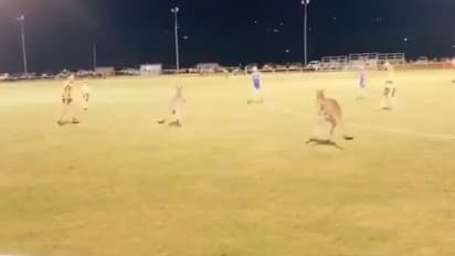 ഓസ്ട്രേലിയയില് ഫുട്ബോള് മത്സരത്തിനിടെ ഗ്രൗണ്ട് കൈയേറി കംഗാരുക്കള്