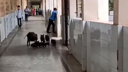 Pigs taking a stroll in Karnataka's COVID hospital corridors causes outrage, health minister takes action