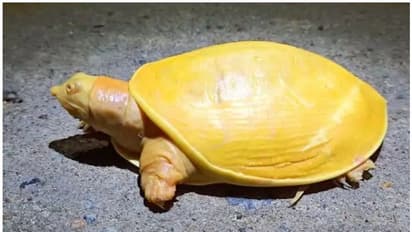 മഞ്ഞ നിറമുള്ള ആമ! അത്യപൂർവ്വമായ ആമയെ കണ്ടെത്തിയത് ഒഡീഷയിൽ; ട്വിറ്ററിൽ വൈറലായി വീഡിയോ