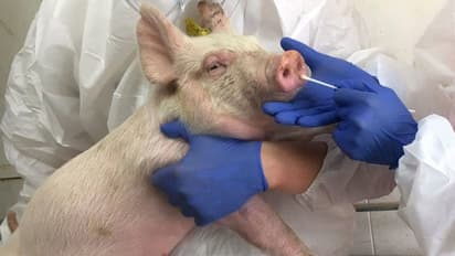 Rise in Swine Flu cases : പന്നിപ്പനി കേസുകളിൽ വർദ്ധനവ്: അറിയാം കാരണങ്ങളും ലക്ഷണങ്ങളും