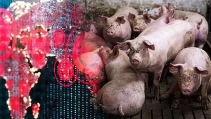 அதிர்ச்சி… மகாராஷ்டிராவில் அதிகரிக்கும் பன்றி காய்ச்சல்… 142 பேர் மருத்துவமனையில் அனுமதி!!