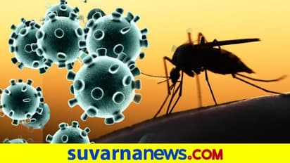 ಸೊಳ್ಳೆಯಿಂದ ಹರಡುತ್ತಾ ಕೊರೋನಾ? ಕೊನೆಗೂ ಸಿಕ್ತು ಉತ್ತರ