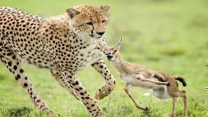 ಪ್ರಾಣಿಗಳ ಈ ಅಭ್ಯಾಸ ಫಾಲೋ ಮಾಡಿದ್ರೆ ಆಯಸ್ಸು ಗಟ್ಟಿಯಾಗುತ್ತಂತೆ!