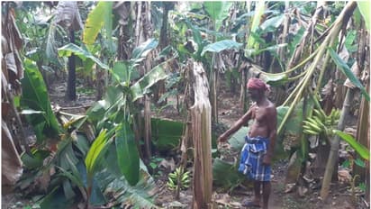 ശക്തമായ കാറ്റിൽ വാഴകൃഷി നശിച്ചു; ദുരിതത്തിലായി കര്ഷകന്