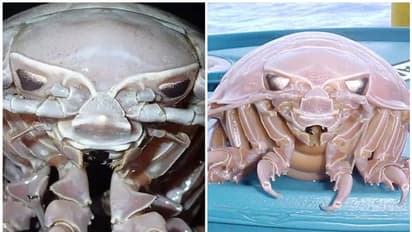 'ബാതിനോമസ് രക്സാസ'; പേര് കേട്ട് പേടിക്കേണ്ട, ഒരു കടല്‍പ്പാറ്റയാണ്