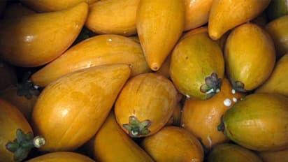 മുട്ടപ്പഴത്തിന്റെ വിശേഷങ്ങള്; മണ്ണില് പോഷകം കുറഞ്ഞാലും മരം കായ്ക്കും