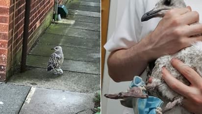 മാസ്കില് കാലുകള് കുരുങ്ങി; ഒരാഴ്ചയോളം ദയനീയാവസ്ഥയില് തുടര്ന്ന പക്ഷി