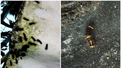 വീടാകെ പുഴു; ലോക്ക്ഡൗണിനിടെ അര്ത്തുങ്കല് തീരവാസികള്ക്ക് മറ്റൊരു ദുരിതം