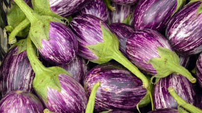 Untimely Rain Effect: ಡಬಲ್ ಸೆಂಚುರಿ ಬಾರಿಸಿದ ಬದನೆಕಾಯಿ ದರ: ಕಂಗಾಲಾದ ಗ್ರಾಹಕ..!