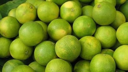 സ്വീറ്റ് ലെമണ് അഥവാ മുസമ്പി; ബഡ്ഡിങ്ങ് വഴി കൃഷി ചെയ്യാം