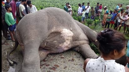 খিদের জ্বালায় বেঘোরে মৃত্যু, ডুয়ার্সের চা বাগানে ফের বিদ্যুৎপৃষ্ট পূর্ণবয়ষ্ক হাতি