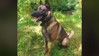 Dog helps find missing elderly couple with dementia