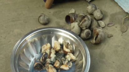 Snail: மூல நோய்க்கு மருந்தாகும் நத்தை! எப்படி சாப்பிட வேண்டும் தெரியுமா?