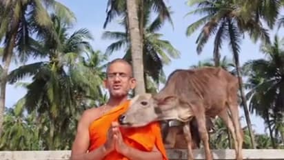 ಪೇಜಾವರ ಶ್ರೀಗಳನ್ನು ಮುದ್ದಾಡಿದ ಪುಟ್ಟ ಕರು