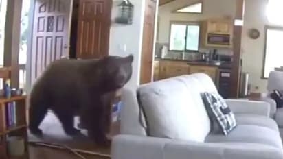 അടഞ്ഞുകിടന്ന വാതില് ചവിട്ടിത്തുറന്ന് കരടി, വീഡിയോ കണ്ടത് ലക്ഷങ്ങള്