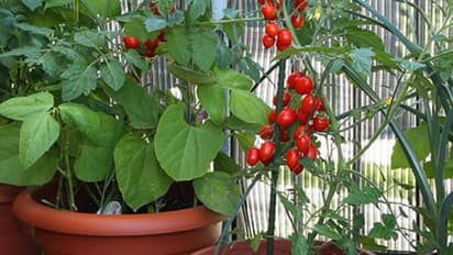 'ബാല്ക്കണി ഗാര്ഡനിങ്ങ്' വഴി പച്ചക്കറികള് വിളവെടുക്കാം