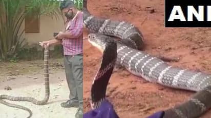 കിണറിനുള്ളില്‍ 12 അടിയിലേറെ നീളമുള്ള 'കൂറ്റന്‍' രാജവെമ്പാല