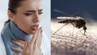 കൊതുകിനെ തുരത്തുമ്പോള് ആസ്ത്മ രോഗികള് ശ്രദ്ധിക്കേണ്ട കാര്യങ്ങള്...