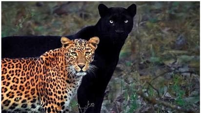 Black Panthers in India: అరుదైన బ్లాక్ పాంథర్.. భార‌త్ లో చూడగలిగే టాప్ 6 ప్రదేశాలు ఇవే