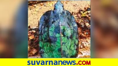 ಯಲ್ಲಾಪುರದಲ್ಲಿ ಅಪರೂಪದ ಮಿಲಿಟರಿ ಆಮೆ..!