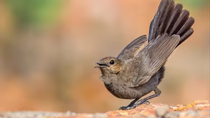 This Tamil Nadu village switched off streetlights for 35 days to protect bird’s nest