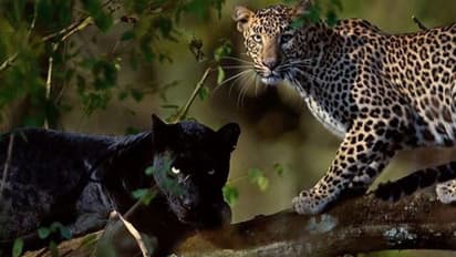 जयपुर में अब आईएएस के बंगले में घुमने गया पैंथर, पता चलते ही वन विभाग के अफसर दौड़े, CCTV में रिकार्ड हुई घटना