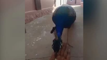 മയിലിന് കയ്യില്‍ തീറ്റ കൊടുക്കുന്നയാള്‍; കൗതുകമായി വീഡിയോ...