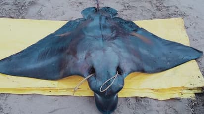 ಬಲೆಗೆ ಬಿತ್ತು ಬೃಹತ್ ಹಕ್ಕಿ ತೊರ್ಕೆ ಮೀನು..! ಇಲ್ಲಿವೆ ಫೋಟೋಸ್