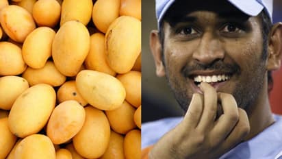 আমের প্রতি কতটা দুর্বল ধোনি, জানালেন মাহির সিএসকে সতীর্থ