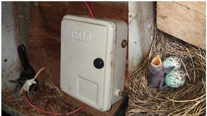 അമ്മപ്പക്ഷിക്കും കുഞ്ഞുങ്ങള്ക്കും വേണ്ടി ഒരുമാസത്തിലധികം തെരുവുവിളക്കുകളില്ലാതെ ഇരുട്ടില് കഴിഞ്ഞൊരു ഗ്രാമം