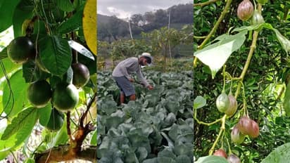 റാഗി മുതല് പഴങ്ങള് വരെ; മൂന്നാര് തോട്ടംമേഖലയിലെ കൊവിഡുകാല കൃഷി വന്വിജയം