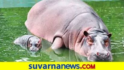 ಬನ್ನೇರುಘಟ್ಟದಲ್ಲಿ ಹೊಸ ಅತಿಥಿ: ಗಂಡು ಮರಿಗೆ ಜನ್ಮ ಕೊಟ್ಟ ನೀರಾನೆ..!