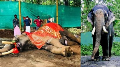 പ്രശസ്ത നാട്ടാന കോങ്ങാട് കുട്ടിശങ്കരൻ ചരിഞ്ഞു